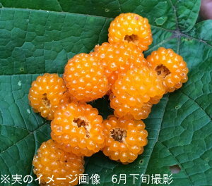 ~WC`S@9cm|bgc@ʊ/10`30cm/ʎc/gt//R/x tς