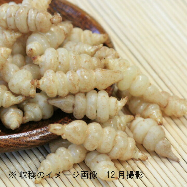 楽天市場 5個 岩手県産チョロギ 種芋5個 長老喜 生芋 栽培期間中農薬不使用 土付き 山菜苗 入荷済み 出荷は3 15まで 取置き承ります 紫桜館 山の花屋 楽天市場店