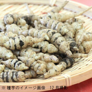 楽天市場 個 岩手県産チョロギ 種芋個 長老喜 生芋 無農薬栽培 土付き 山菜苗 入荷済み 紫桜館 山の花屋 楽天市場店