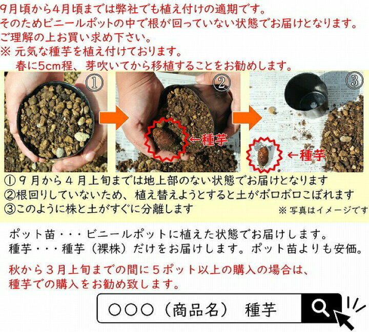 楽天市場 2ポット 岩手県産チョロギ 9cmポット種芋仮植え苗2ポットセット 長老喜 山菜苗 3 11まだ芽吹いていません 紫桜館 山の花屋 楽天市場店