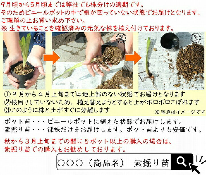 楽天市場 1ポット サキガケアヤメ 10 5cmポット苗 山野草 耐寒性多年草 魁文目 菖蒲 紫桜館 山の花屋 楽天市場店