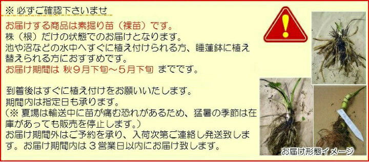 楽天市場 株 マコモタケ 素掘り苗株 山菜苗 真菰筍 ヒロハマコモ 入荷済み 紫桜館 山の花屋 楽天市場店