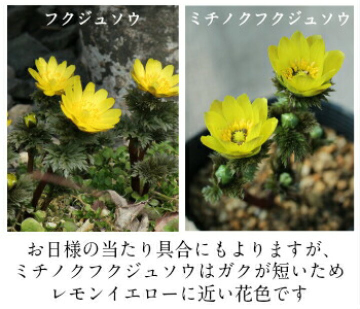 楽天市場 2株 ミチノクフクジュソウ 素掘り苗2株 希少種 山野草 陸奥福寿草 23年開花見込み株 入荷済み 出荷は2 15まで 取置き承ります 紫桜館 山の花屋 楽天市場店
