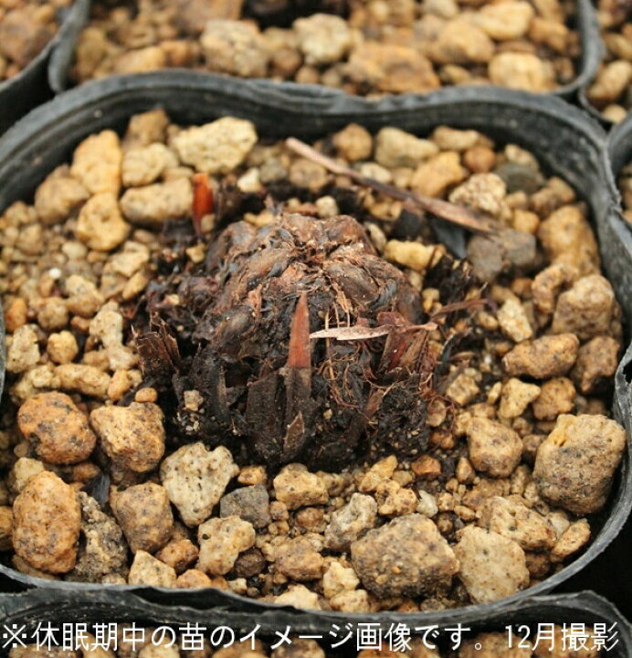 楽天市場 1ポット コゴミ 10 5cmポット苗 山菜苗 耐寒性多年草 クサソテツ シダ植物 休眠に入りました 地上部無しでお届け 紫桜館 山の花屋 楽天市場店