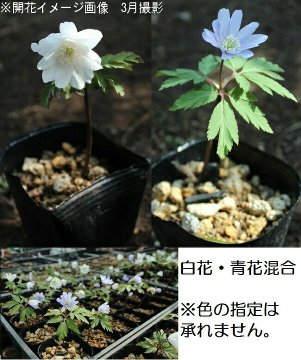 付与 山野草 菊咲きイチゲ 菊咲きイチリンソウ 菊咲一華 ３号 １ポット 休眠株 Riosmauricio Com