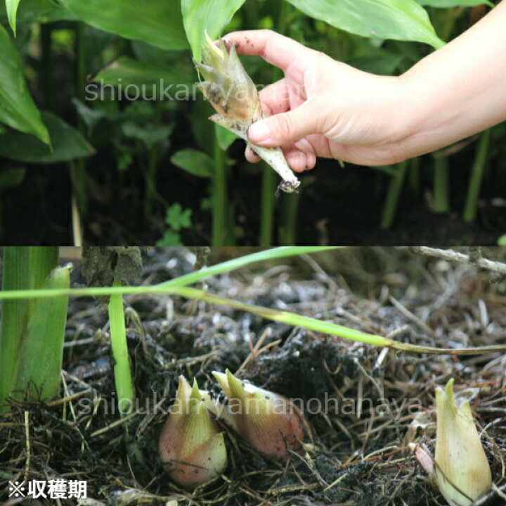 楽天市場 株 晩生ミョウガ 素掘り苗株 山菜苗 秋茗荷 23年収穫見込み株 入荷済み 紫桜館 山の花屋 楽天市場店
