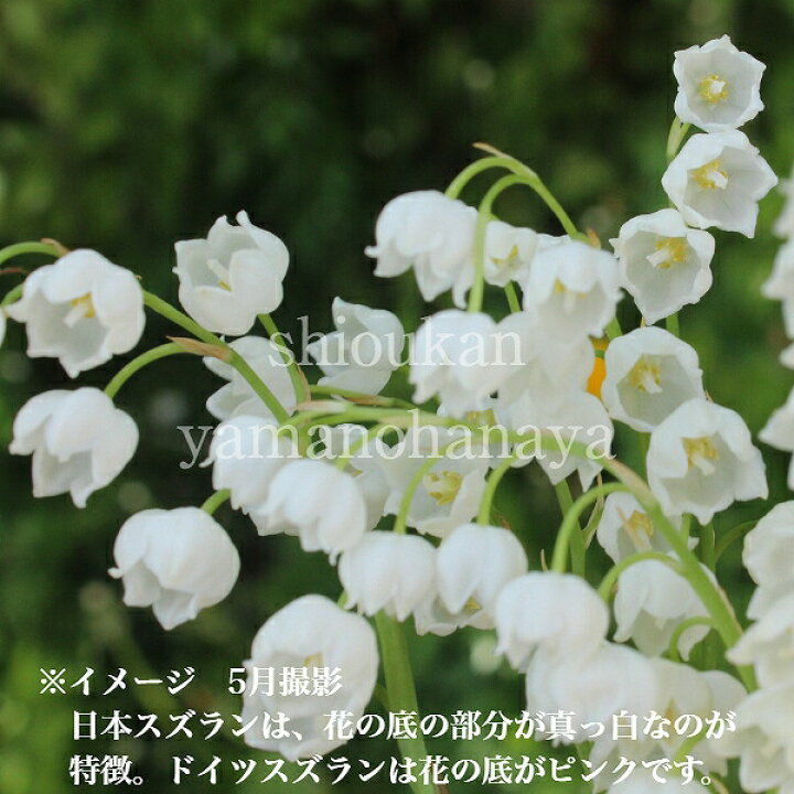 楽天市場 宿根草セット スズラン 2色各3ポットセット 日本スズラン ピンクドイツスズラン 休眠株を植え付けてお届け 紫桜館 山の花屋 楽天市場店