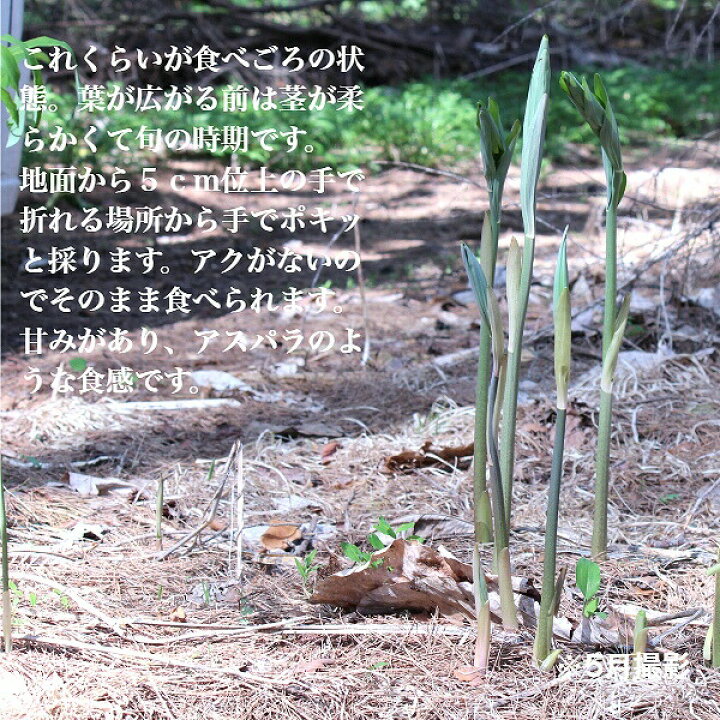190円 21人気新作 1ポット キキョウ 9 10 5cmポット苗 山野草