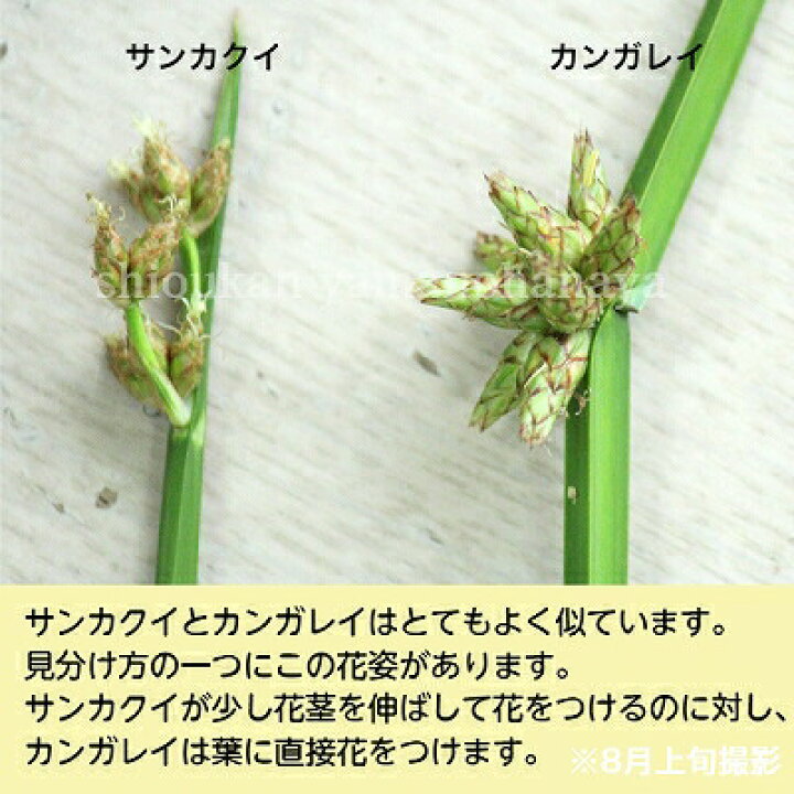 ランキング2022 1ポット ヨシ 10.5cmポット苗 植え付け1年後以降の開花見込み苗 湿地性多年草 ビオトープ アシ 葦 ※7  9葉が茂っています witravel.it
