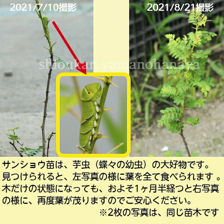 楽天市場 1ポット サンショウ 10 5cmポット苗 樹高 30ｃｍ 苗木 香辛料 山椒 雄雌選別前の幼苗 10 5植え替えたばかりです 紫桜館 山の花屋 楽天市場店
