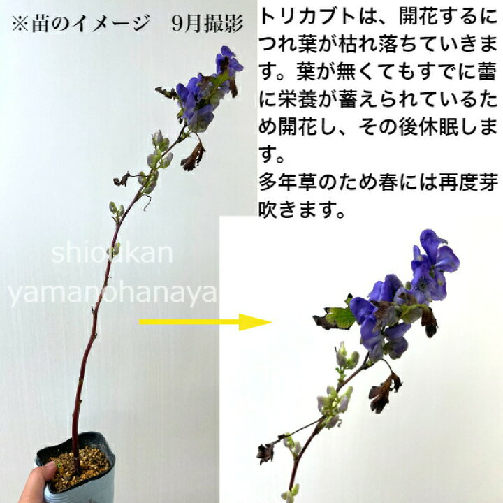 楽天市場 1ポット オクトリカブト 9cmポット苗 秋咲き山野草 鳥兜 アコニタム 新商品 3 29芽吹き始め 紫桜館 山の花屋 楽天市場店