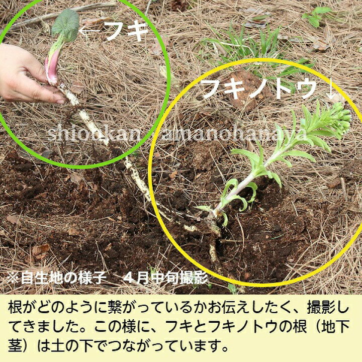 80％以上節約 5株 アキタフキ 素掘り苗5株 山菜苗 秋田蕗 2023年収穫見込み株 ※入荷済み2,750円 barinya.org