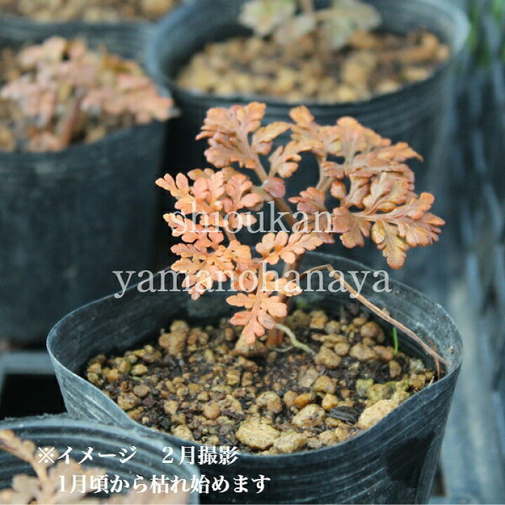 楽天市場】フユノハナワラビ 9〜10.5cmポット苗 山野草/シダ植物/再 