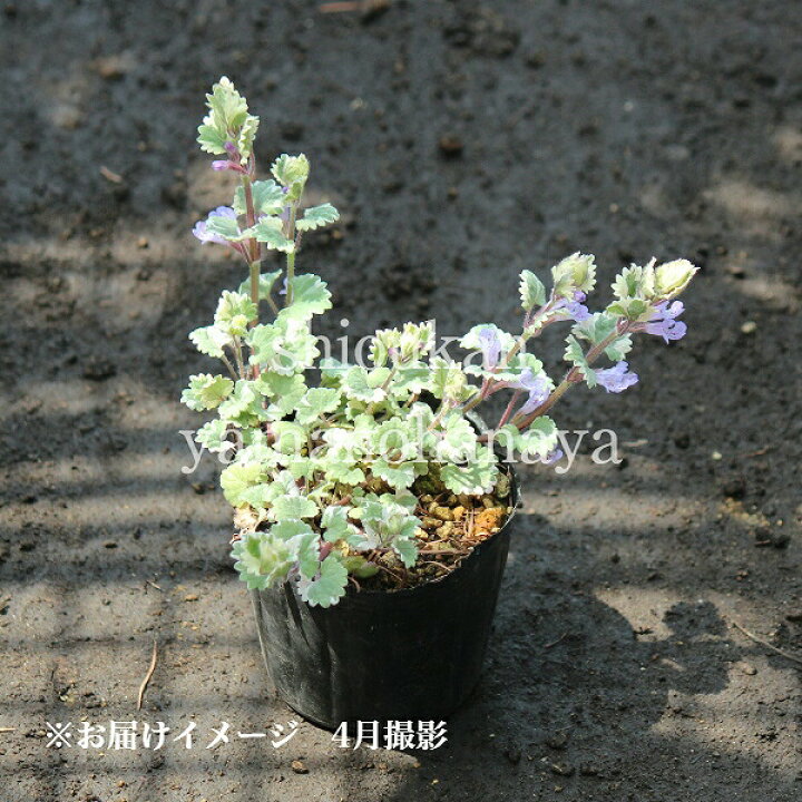 激安本物 草花の苗 2 5 3号ポット2株セット 斑入カキドオシ