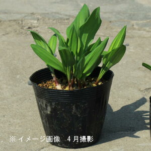 MEWjjN@15cm|bg8`10Ac@Rؕc/ϊN/ACklM/x n㕔