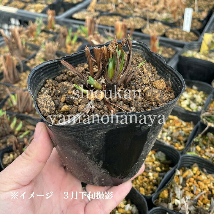 開催中 菖蒲 １０苗 アヤメ 白 植物