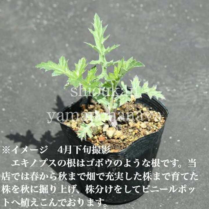 楽天市場】ルリタマアザミ 9〜10.5cmポット苗 数量割引あり/宿根草 