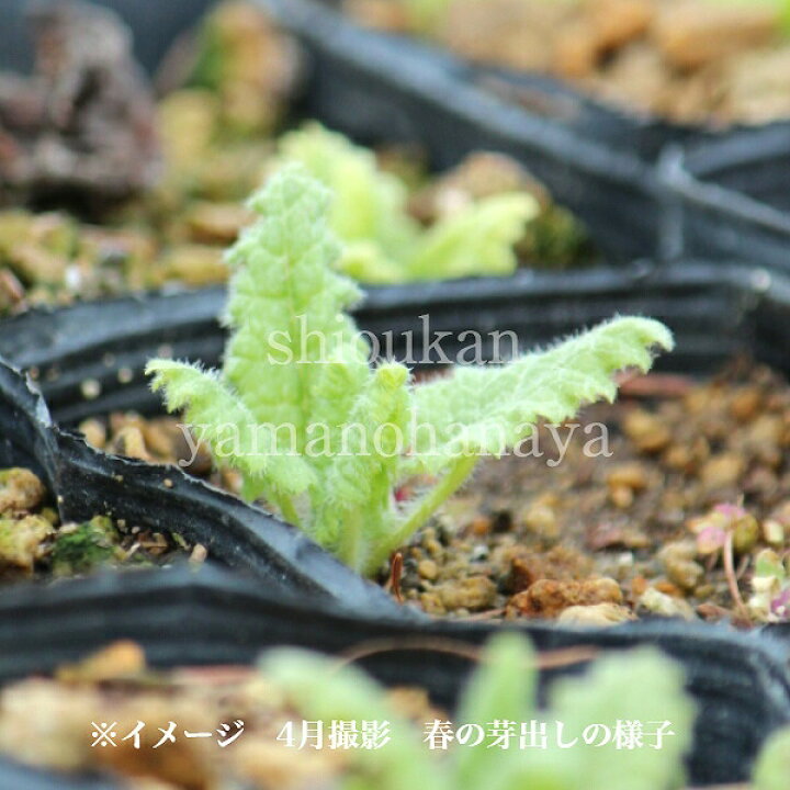 楽天市場】(1ポット)日本サクラソウ 9cmポット苗 山野草/耐寒性多年草/桜草/プリムラ/※休眠期中(地上部なし) : 紫桜館 山の花屋 楽天市場店
