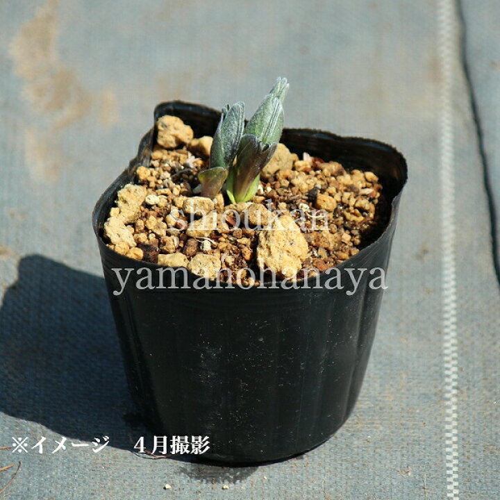 楽天市場 1ポット 黄花センダイハギ 9cmポット苗 山野草 耐寒性多年草 3 29芽吹き始め 紫桜館 山の花屋 楽天市場店