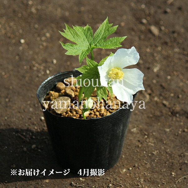楽天市場】(1ポット)白花シラネアオイ 10.5cmポット苗 1芽植え/山野草