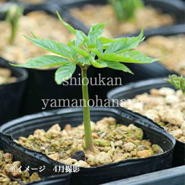楽天市場】トチバニンジン 10.5cmポット苗 山野草/薬草苗/耐寒性多年草 