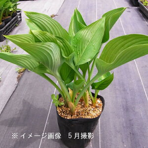 EC@15cm|bg[c@ʊ/3~5Ac/Rؕc/ϊN/IIoM{EV/zX^/x n㕔