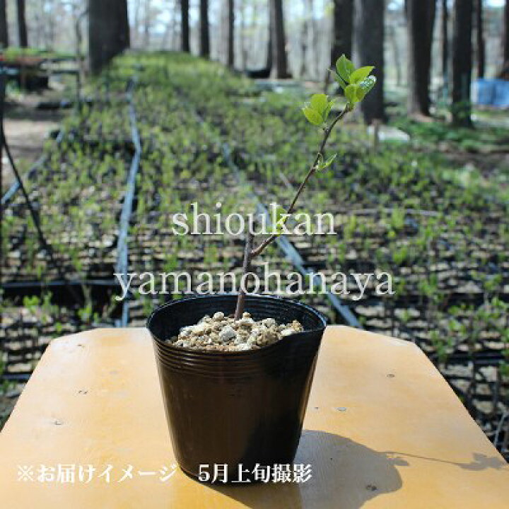 激安超特価 猿梨 1ポット マタタビの仲間 果樹苗 15葉が茂っ