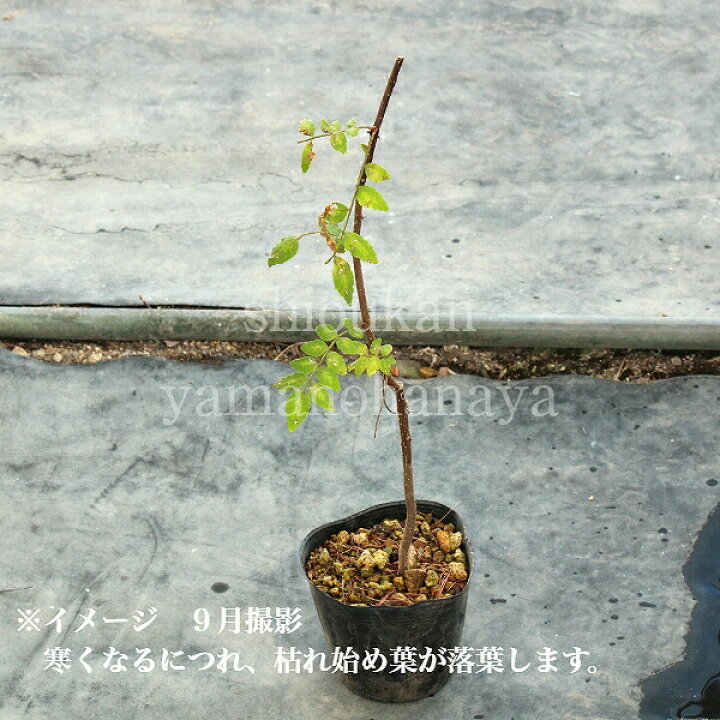 楽天市場】(1ポット)サンショウ 10.5cmポット苗 樹高20〜30cm/苗木/香辛料/山椒/雄雌選別前の幼苗/※4/30芽吹き始め : 紫桜館 山の花屋 楽天市場店 楽天市場】(1ポット)サンショウ 10.5cmポット苗 樹高20〜30cm/苗木/香辛料/山椒/雄雌選別前の幼苗/※4/30芽吹き始め : 紫桜館 山の花屋 楽天市場店