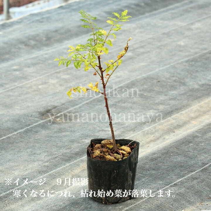 楽天市場 1ポット サンショウ 9cmポット苗 樹高10 ｃｍ 苗木 山椒 雄雌選別前の幼苗 10 5植え替えたばかりです 紫桜館 山の花屋 楽天市場店