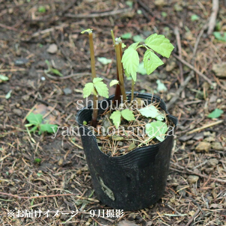 楽天市場 1ポット 赤ミズ 10 5cmポット苗 山菜苗 耐寒性多年草 ウワバミソウ 赤みず 10 1休眠のため葉を切り落としてお届け 紫桜館 山の花屋 楽天市場店