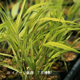 楽天市場 フウチソウ 苗の通販