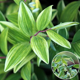 斑入りアマドコロ　10.5cmポット苗　数量割引あり/山野草/耐寒性多年草/フイリナルコユリ/※休眠 地上部無し