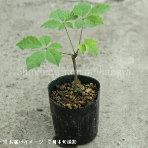 RVAu 9`10.5cm|bg10cmȉ̗cc@ʊ/3N/Rؕc/t/c//؂̉/x tς