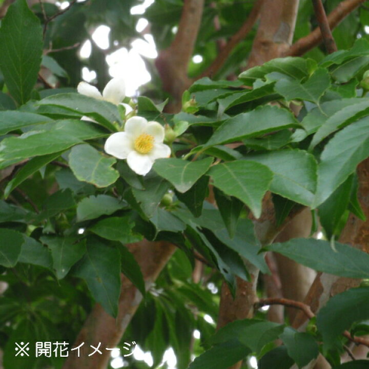 楽天市場 1ポット ヒメシャラ 9 10 5cmポット苗 樹高30 50ｃｍ 落葉樹 苗木 姫沙羅 夏椿 4月下旬まで幹だけの状態でお届け 紫桜館 山の花屋 楽天市場店