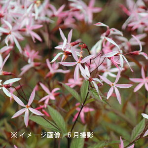 ���ԃ~�c�o�V���c�P`�s���N�v���t���[�W�����f�@9�`10.5cm�|�b�g�c�@���ʊ�������/�؂₩�ȊC�O�i��/�V���i/�M���j�A/���x�� �n�㕔�Ȃ�