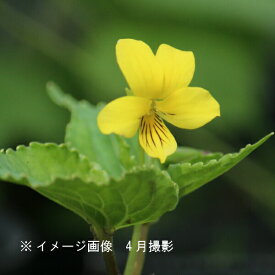 オオバキスミレ　9cmポット苗　数量割引あり/山野草/耐寒性多年草/大葉黄董/※休眠 地上部なし
