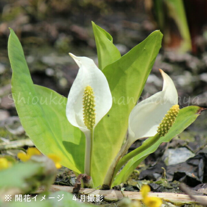 楽天市場 1ポット ミズバショウ 12ｃｍポット花芽付き大株仮植え苗 湿地性多年草 ビオトープ 水芭蕉 4 13蕾 開花中 紫桜館 山の花屋 楽天市場店