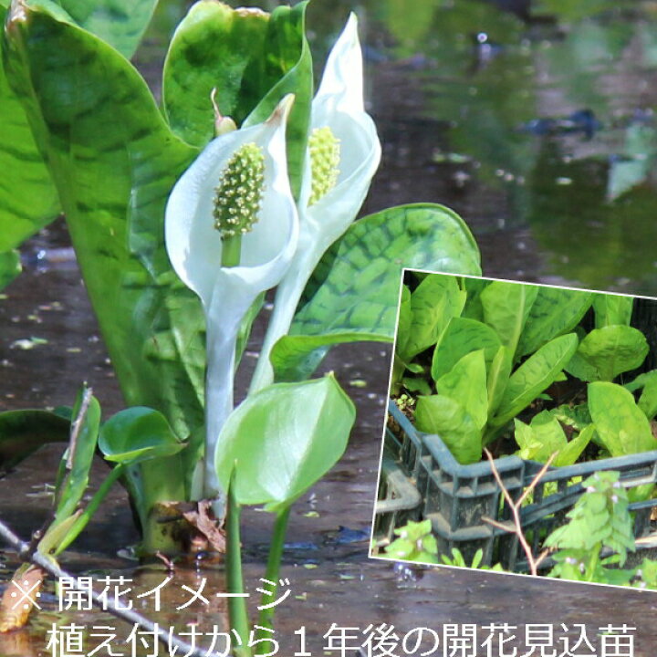 楽天市場 1ポット 斑入り葉ミズバショウ 10 5cmポット苗 湿地性多年草 植え付けてから１年後以降の春開花見込み苗 ビオトープ 水芭蕉 紫桜館 山の花屋 楽天市場店