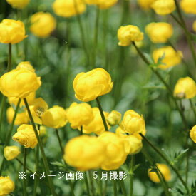 トロリウス ユーロペウス　9cmポット苗　数量割引あり/華やかな海外品種/タマザキキンバイ/玉咲き金梅/※休眠 地上部なし