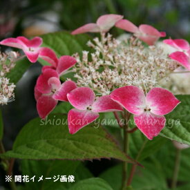楽天市場 アジサイ 紅苗の通販