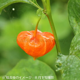 楽天市場 お供え 花 ほおずきの通販