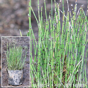 (100|bg)qgNT@9cm|bgc100|bgZbg@R쑐/ϊN/Pؑ