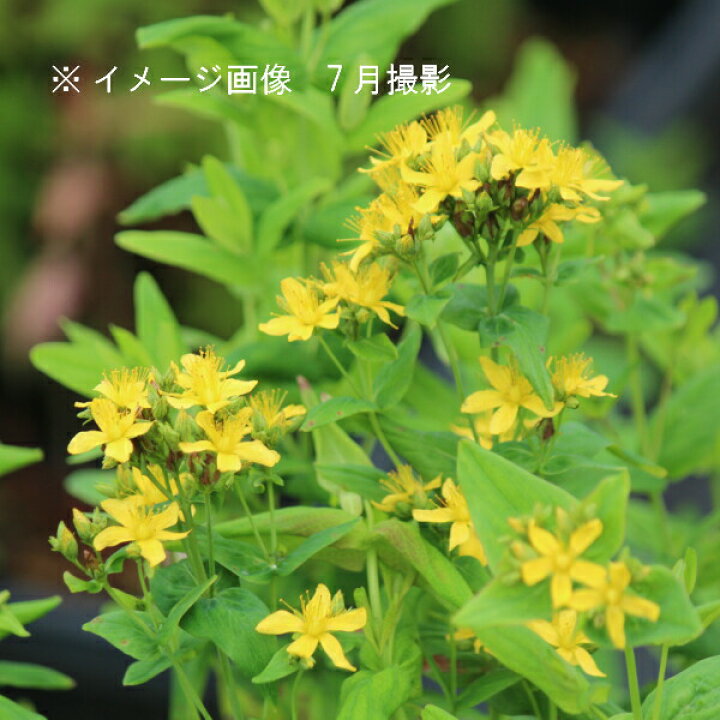 楽天市場 1ポット オトギリソウ 9 10 5cmポット苗 山野草 耐寒性多年草 弟切草 今季開花終了 紫桜館 山の花屋 楽天市場店