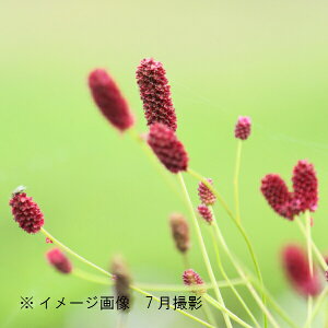 č炫RE@9`10.5cm|bgc@ʊ/R쑐/ϊN/ᖒg/TM\o/Vi/x n㕔