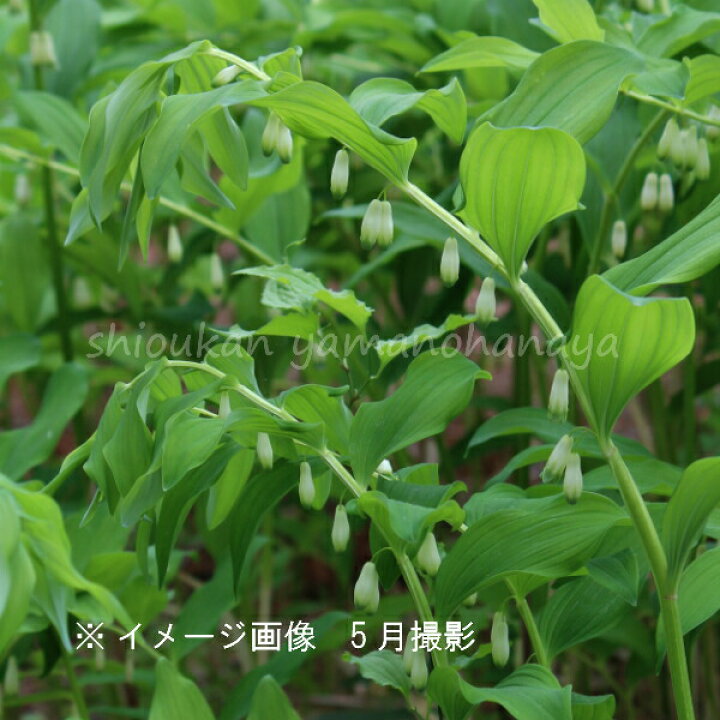 楽天市場 1ポット アマドコロ 10 5cmポット苗 山野草 耐寒性多年草 甘野老 ナルコユリ 紫桜館 山の花屋 楽天市場店