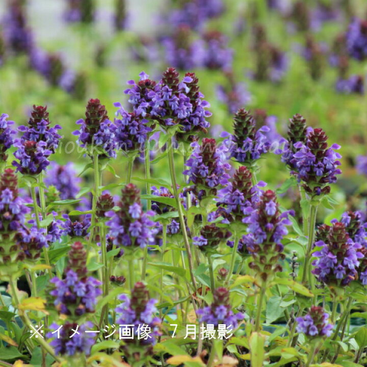 楽天市場 2ポット ウツボグサ 9cmポット苗2ポットセット 山野草 耐寒性多年草 靫草 紫桜館 山の花屋 楽天市場店 楽天市場 2ポット ウツボグサ 9cmポット苗2ポットセット 山野草 耐寒性多年草 靫草 紫桜館 山の花屋 楽天市場店