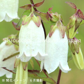 楽天市場 花の苗物 種類 植物 カンパニュラ 苗物 ガーデニング 農業 花 ガーデン Diyの通販