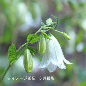 苗 カンパニュラの人気商品 通販 価格比較 価格 Com