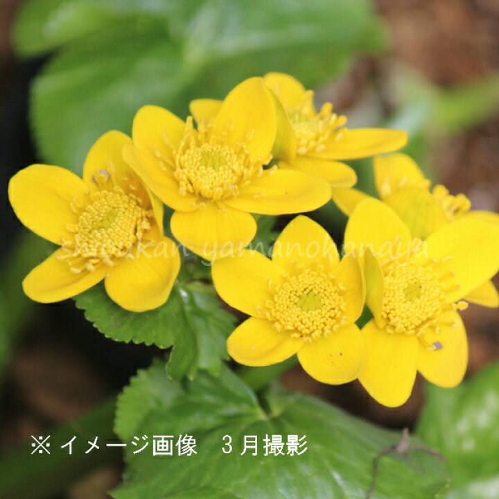 楽天市場 1ポット エゾリュウキンカ 10 5cmポット苗 湿地性多年草 ビオトープ ヤチブキ 蝦夷立金花 8 19葉に傷みあり 紫桜館 山の花屋 楽天市場店