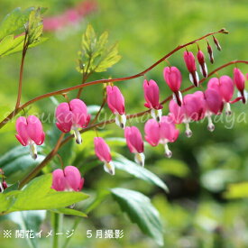 桃花ケマンソウ　9〜10.5cmポット苗　数量割引あり/華やかな海外品種/山野草/耐寒性多年草/タイツリソウ/ディセントラ/再入荷/※休眠 地上部無し